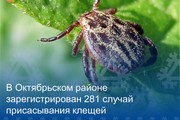 В Октябрьском районе зарегистрирован 281 случай присасывания клещей