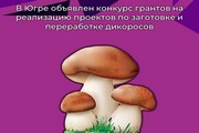 В Югре объявлен конкурс грантов на реализацию проектов по заготовке и переработке дикоросов