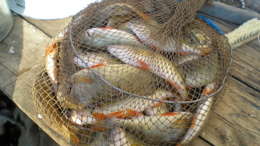 Купить рыбу в саратове. Рыбы Саратовской области. Промышленный лов рыбы Саратов. Любительская рыбалка в Саратовской области.