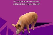 Об угрозе возникновения африканской чумы свиней