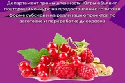 Департамент промышленности Югры объявил повторный конкурс на предоставление грантов в форме субсидии на реализацию проектов по заготовке и переработке дикоросов