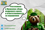 В преддверии сезона сбора кедровых шишек мы хотим напомнить о важности соблюдения правил и ответственности за их нарушения.