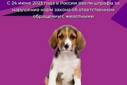 С 24 июня 2023 года в России ввели штрафы за нарушение норм закона об ответственном обращении с животными