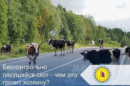 Бесконтрольно пасущийся скот - чем это грозит хозяину?