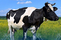 В Октябрьском районе утвержден новый порядок субсидирования аграриев