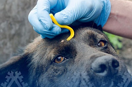 Весна пришла: как защитить себя и питомца от клещей