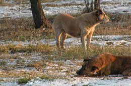 Вниманию жителей Октябрьского района 