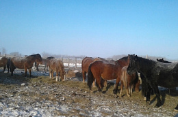 Глава Октябрьского района Сергей Заплатин принял участие в совещании с руководителями ряда крестьянско-фермерских хозяйств