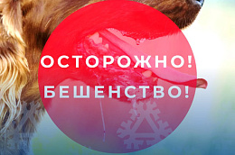 Памятка по профилактике бешенства