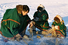 Объявлен отбор получателей грантов для развития традиционной хозяйственной деятельности коренных малочисленных народов Севера
