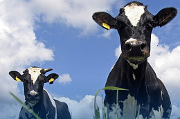 Поздравление главы Октябрьского района Сергея Заплатина с Днем фермера