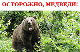 ОСТОРОЖНО, МЕДВЕДИ!