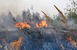 Оперативная информация о ситуации с лесными пожарами в Октябрьском районе