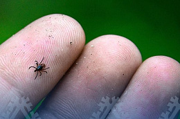 В Октябрьском районе зарегистрировано 8 случаев укусов клещами