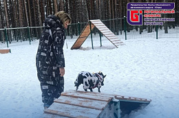 Специальная площадка для четвероногих друзей открыта в Талинке