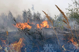 Оперативная информация о ситуации с лесными пожарами в Октябрьском районе