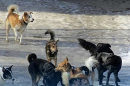 Жители Октябрьского района продолжают нарушать правила общественного порядка и требования по содержанию домашних животных