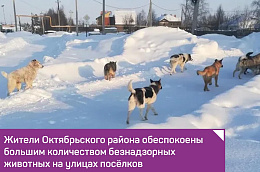 Жители Октябрьского района обеспокоены большим количеством безнадзорных животных на улицах посёлков