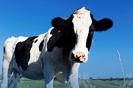 За выпас скота в неположенных местах - штрафы