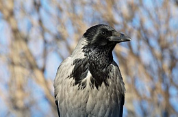 Вестник пробуждения природы на Севере – ворона, несущая на своём хвосте первое тепло