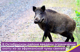В Октябрьском районе введены ограничения охоты из-за африканской чумы свиней