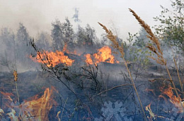 Оперативная информация о ситуации с лесными пожарами в Октябрьском районе