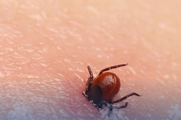 В Октябрьском районе зарегистрировано 2 случая клещевого вирусного энцефалита