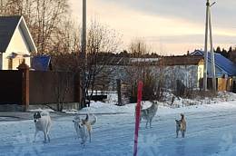 В 2025 году в Октябрьском районе отловлено 84 собаки