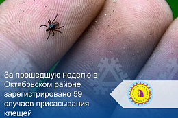 За прошедшую неделю в Октябрьском районе зарегистрировано 59 случаев присасывания клещей