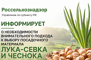 Управление Россельхознадзора информирует о необходимости внимательного подхода к выбору посадочного материала лука-севка и чеснока.